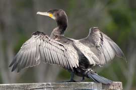 cormorant
